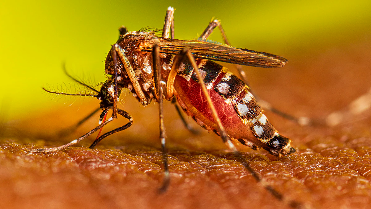 Fallece un cuarto niño en El Salvador a causa del dengue La Visión