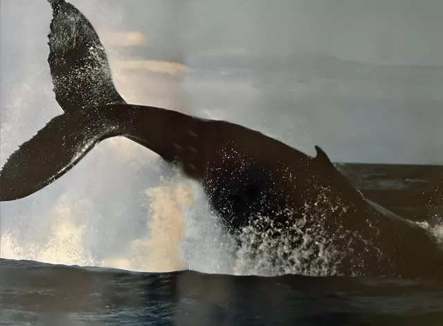 Ballena en el Mar de Cortez. (Foto Rubén D. Arvizu)